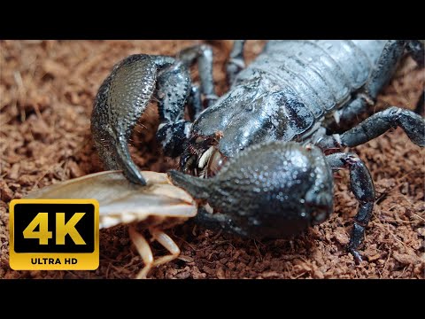 Scorpions: The Stealthy Predators of the Night