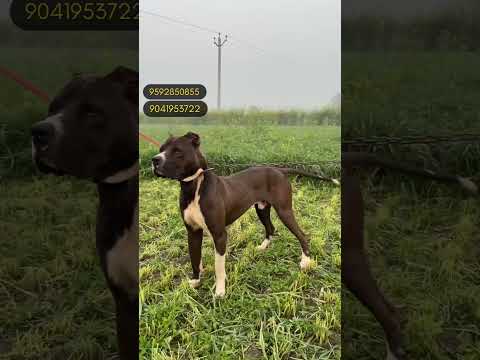 🐎🙋‍♂️ ​⁠@Davinder.nirman  #davindernirman #viralvideo #trending #viralvideo