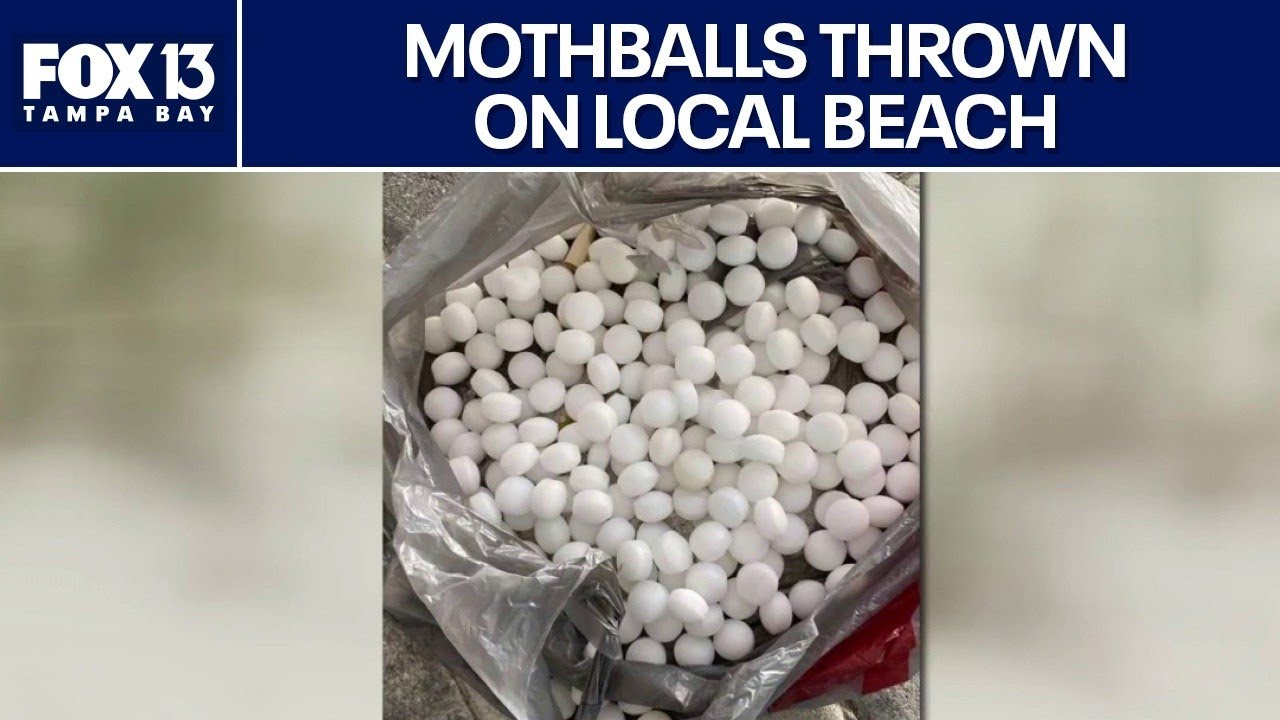 FWC: Mothballs thrown on black skimmer nests