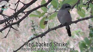 Download lagu Burung penyanyi super bertopeng dengan rentang nada yang lengkap! Shrike Punggung Merah mp3