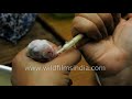 Feeding A Baby Rabbit Abandoned By Its Mother