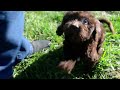 Havapoo dogs for sale: Itsy - Video 1