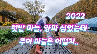 [시골일상 브이로그] 주아 마늘은 첨인데..  텃밭 양파. 마늘심기.마늘밭 만들기. 양파 마늘 모종값