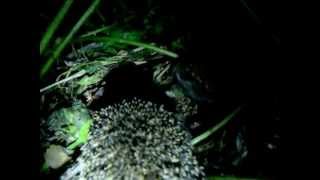preview picture of video 'Fukające jeże europejskie nad Wisłą ;) European hedgehogs making some noise.'