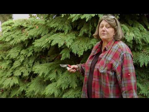 PRUNING CONIFERS