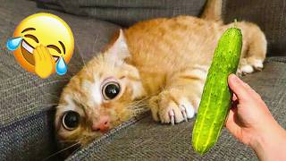 新しいおもしろ動物たち 🐈‍⬛ 子猫の可愛いリアクション | 猫チャンネル