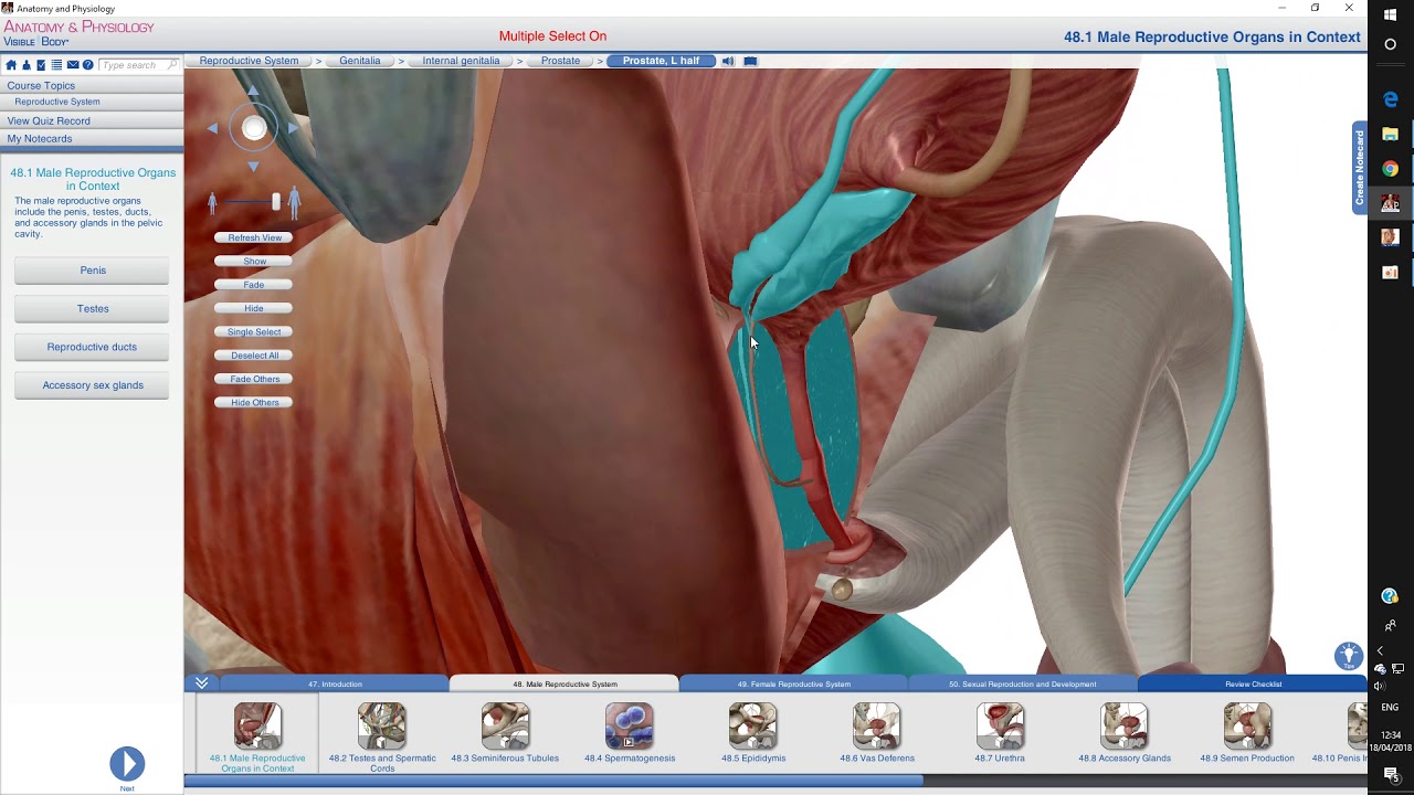 Trajeto do espermatozoide