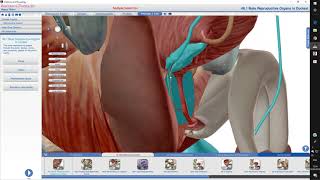 Trajeto do espermatozoide