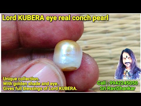 Golden kubera eye real conch pearl.