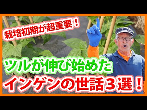 ブッシュインゲンの準備: どのようなオプションがありますか? ライフスタイル