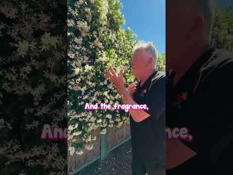 Fragrance, Beauty and Easiness- Chinese Star Jasmine Has it All.