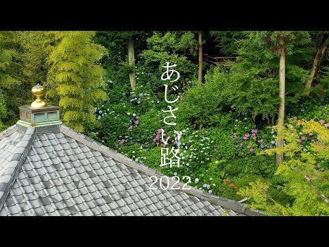 あじさい路2022