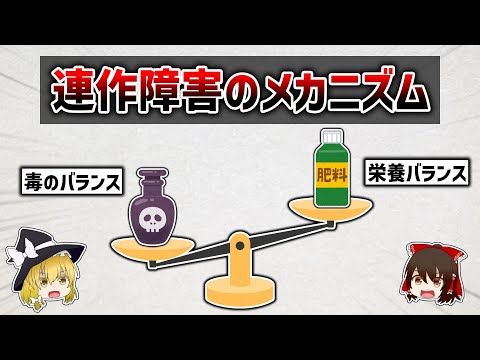 パニカムミリアセウム