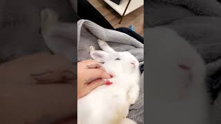 Holland Mini-Lop Rabbits Videos