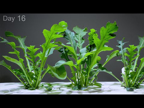 Growing Arugula from Seed 🌱 Time Lapse - 20 Days in 1 minute