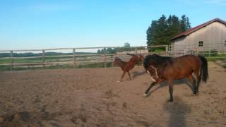 Video koně Carabinier