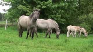 preview picture of video 'Wildpferde und alte Baumriesen im Hesse-Park in Weener'