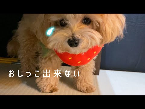 去勢手術後に犬がおしっこをしない:原因と対処法