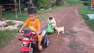 Pug Puppy Wants Back On The Motorcycle