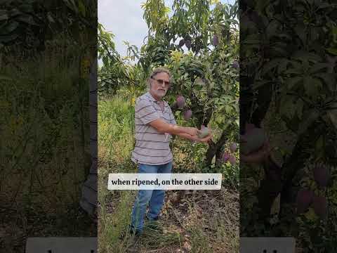 Our #mango cultivar, "Tango", is unique - it has a beak! And it's so tasty 🥭