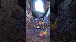 Cuervo se lleva su merecido por comerce los huevos de águila #animales #Cuervo #águila #shorts