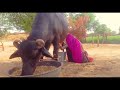 Buffalo Milking Village Life Vlogs Milking