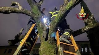 Firenze, il piccolo scoiattolo salvato dai bambini (e dai vigili del fuoco)