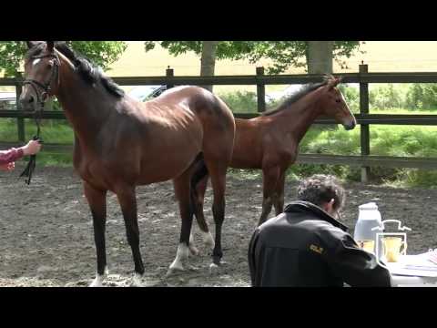 HEI287 Hengstfohlen von Kannan - Contendro I - Ritual