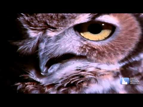 Science Trek: Birds of Prey
