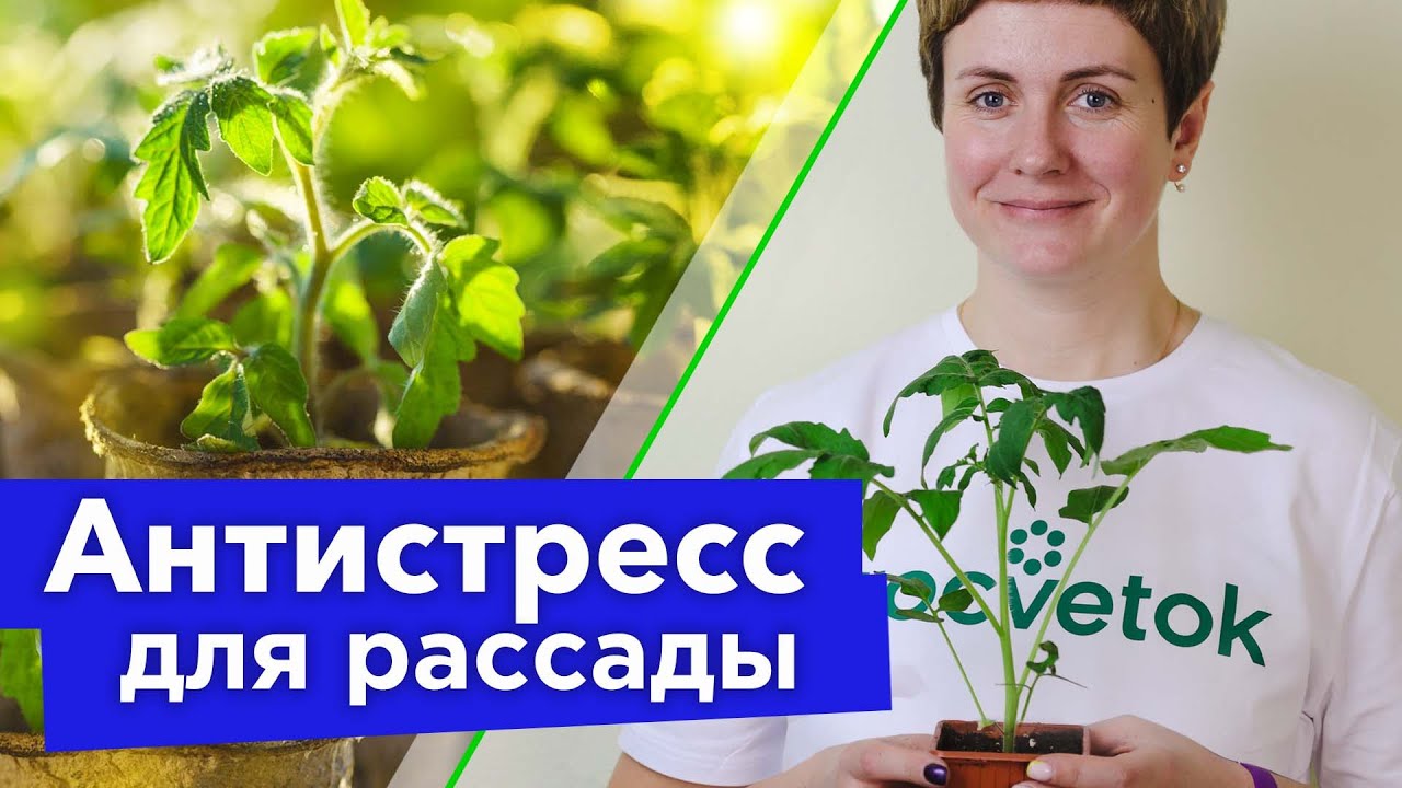 ПОЛЕЙТЕ ЭТИМ РАССАДУ ПЕРЕД ТЕМ, КАК ВЕЗТИ НА ДАЧУ! Отлично переживет переезд и быстро пойдет в рост ПОЛЕЙТЕ ЭТИМ РАССАДУ ПЕРЕД ТЕМ, КАК ВЕЗТИ НА ДАЧУ! Отлично переживет переезд и быстро пойдет в рост