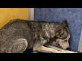 National Mill Dog Rescue