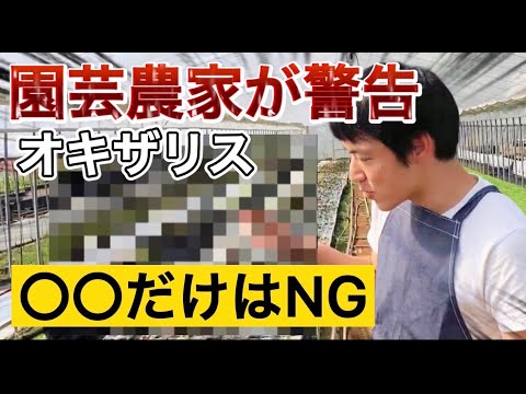 園芸 オオススキ、エレファントグラス、オオヒラリア、オオヨシ