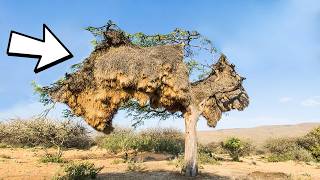 REMARKABLE Structures Built by Animals