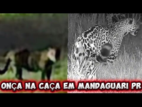 Onça pintada Assustando moradores de Mandaguari Paraná -PR 