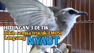 Download lagu trucukan gacor TARUNG ROPEL PANJANG suara pancingan trucukan agar bunyi jadikan burung trucuk NYAUT mp3
