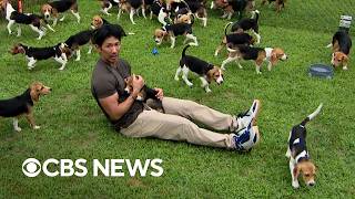 Beagles get first taste of freedom after relocation from controversial breeding facility