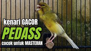 Download lagu Masteran KENARI GACOR ngeroll panjang,Cuit Cuit Emosi AMPUH bikin kenari nyaut ,Masteran MURAI BATU mp3