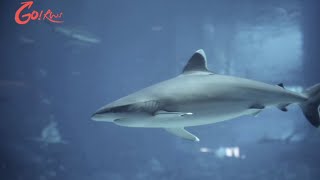 GO! RWS: Shark Encounter – Swim with Sharks at Adventure Cove Waterpark