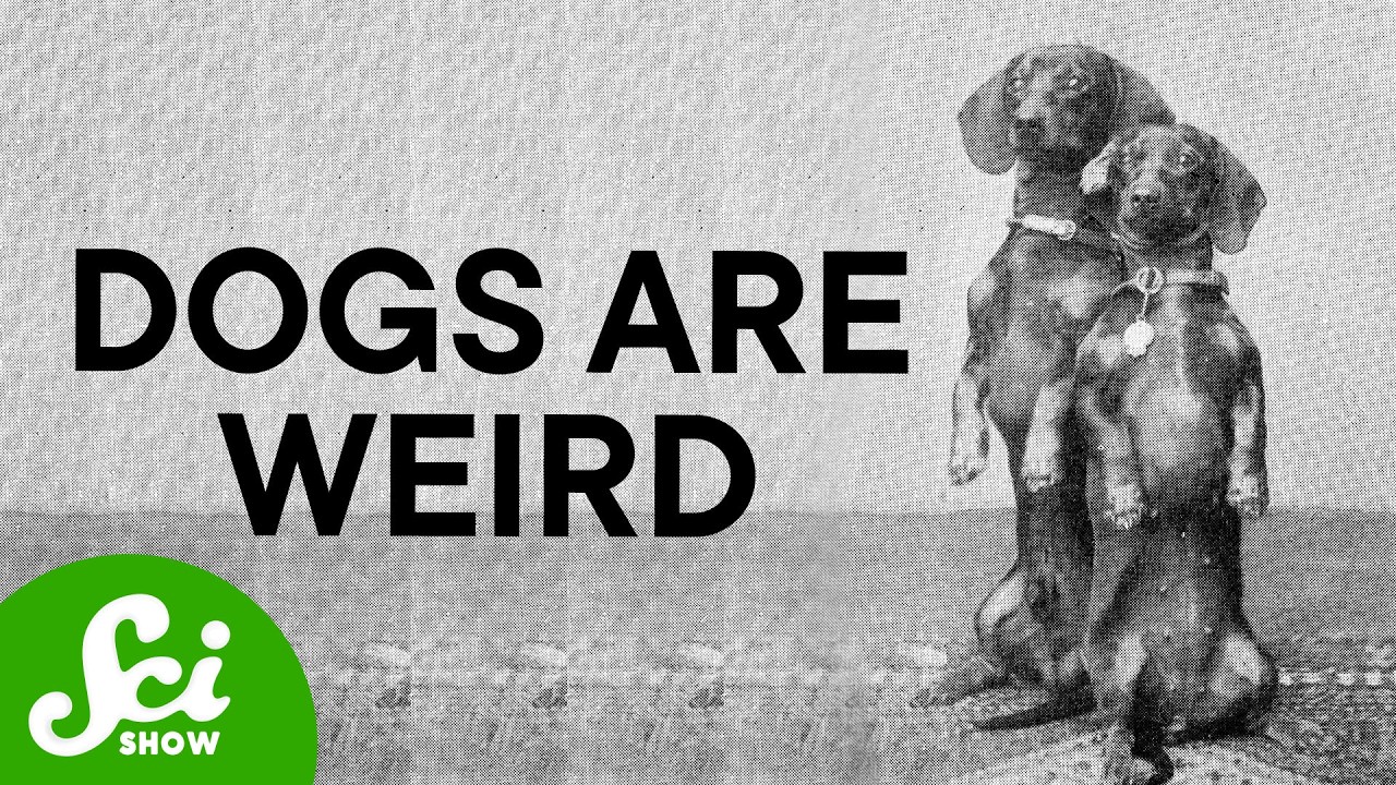 Humans Didn't Make Dogs Weird