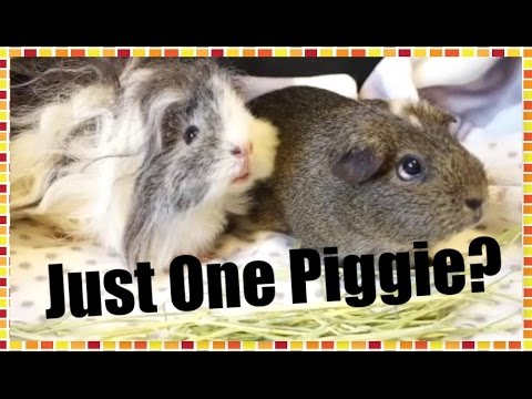 MOST ASKED QUESTIONS: One or More Guinea Pigs? | Squeak Dreams