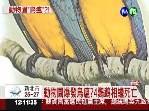 動物園爆鳥瘟?半月4隻鸚鵡死亡