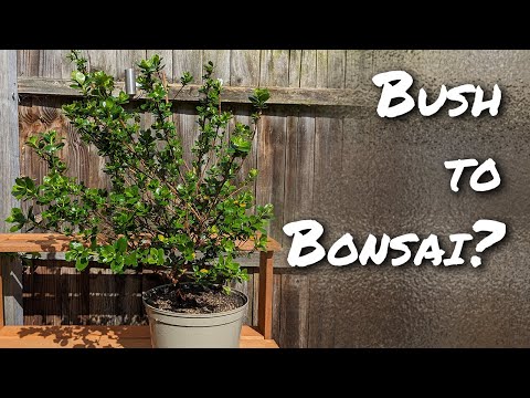 Can I Turn This Escallonia Bush Into a Bonsai?