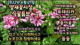 양재꽃시장 식물튜브 2022년 6월 21일 [촛불맨드라미, 코리우스, 아이비 제라늄, 아단소니, 머큘라타, …