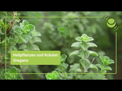 Oregano – Everything you should know about its effects.