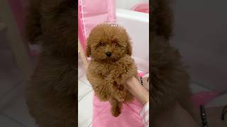 Download lagu it’s bath time! #shorts #puppy #pink #asmr #asmrvideo #poodle #viralvideo mp3