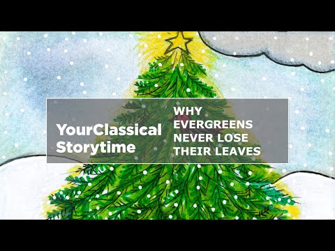 YourClassical Storytime: Why Evergreens Never Lose Their Leaves
