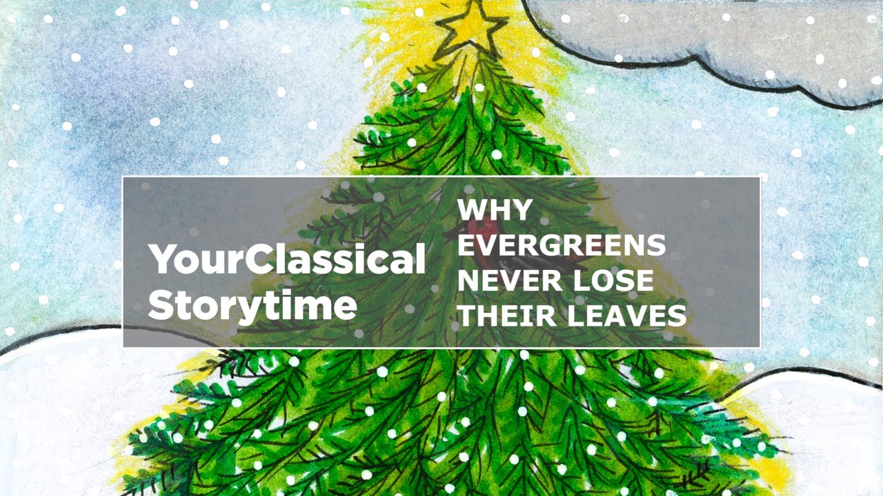 'Why Evergreens Never Lose Their Leaves'