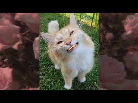 XILLA GORE-REL-A x Knuckles      Concealed Carry  (NOTORIOUS MELODIES)(Dub3030)