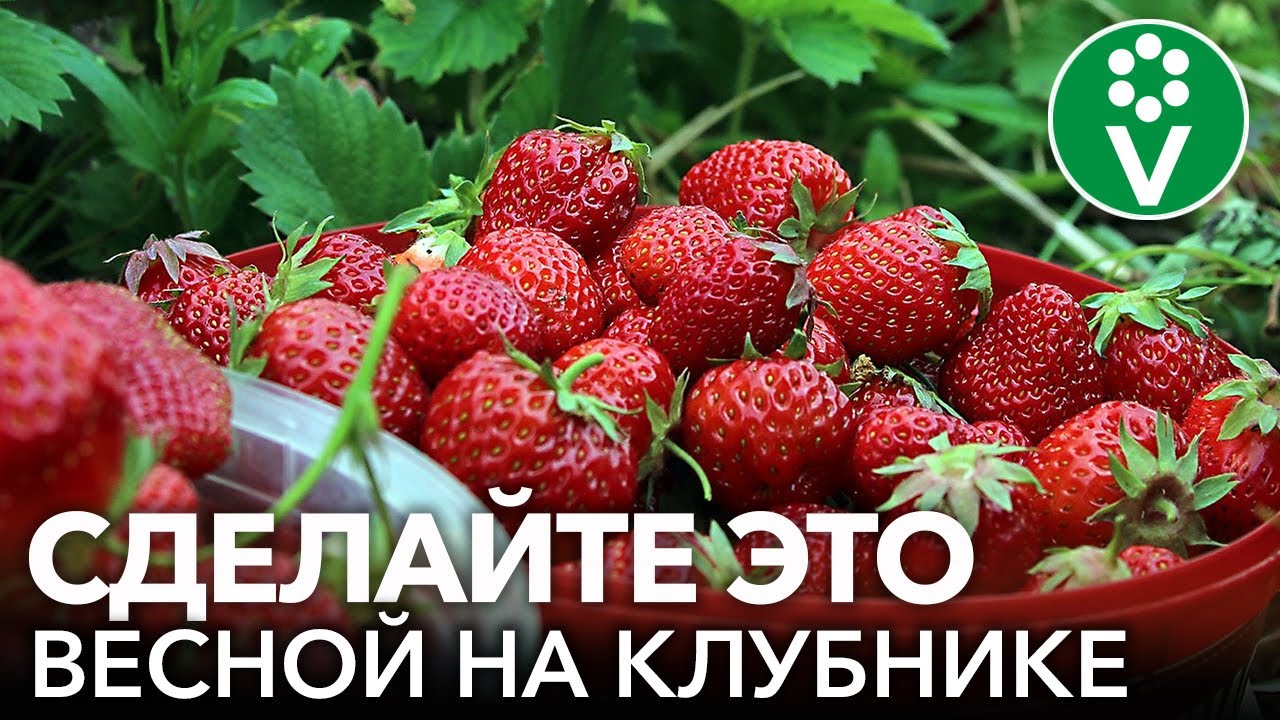 Почвенные условия для лучшего результата