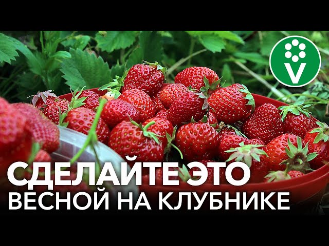 ИЗБЕГАЙТЕ ЭТИХ ОШИБОК С КЛУБНИКОЙ ВЕСНОЙ И БУДЕТЕ ВСЕГДА С УРОЖАЕМ КРУПНЫХ И ВКУСНЫХ ЯГОД!
